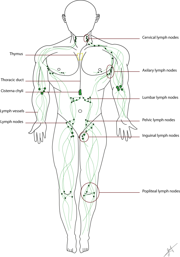 Lymphatic System