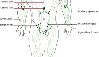 Lymphatic System