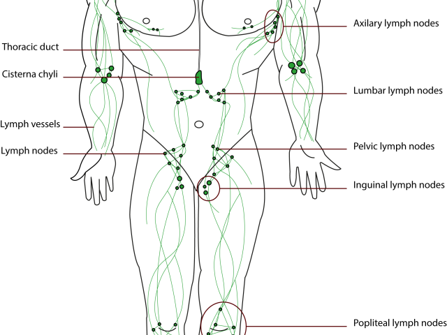 Lymphatic System